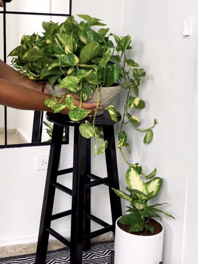 Ideal Plants for Your Bedroom + Planter Transformation DIY
